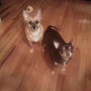 Meet your Posher, Barbara